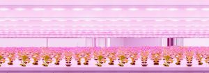 Módulo de producción LED Philips GreenPower