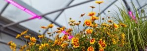 Suscríbete a la newsletter de soluciones LED para horticultura
