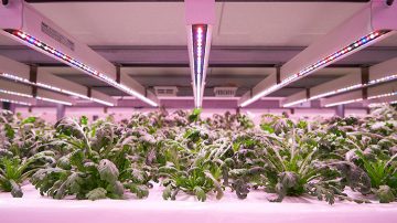 Invernadero Delicious