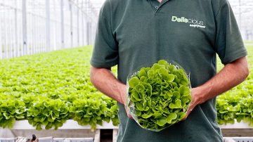 Roy y Mark Delissen, propietarios de Deliscious, una empresa productora de lechugas que utiliza la iluminación para horticultura de Philips