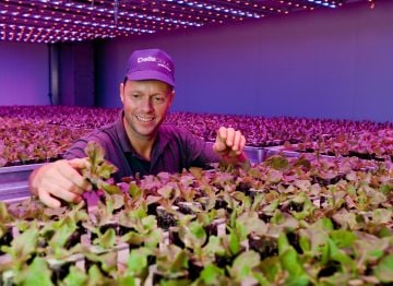 Roy y Mark Delissen, propietarios de Deliscious, una empresa productora de lechugas que utiliza la iluminación para horticultura de Philips
