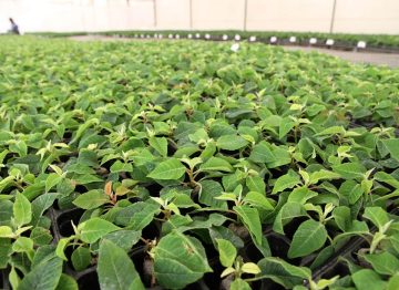 Mayor índice de éxito de los enraizamientos