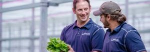 El productor de lechuga se pasa a un 100% de iluminación LED superior de Philips