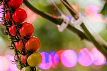 Cosechar productos frescos en los meses de invierno gracias a LED