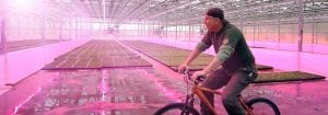 Los clientes están encantados con la calidad de las plantas cultivadas con los LED de Philips